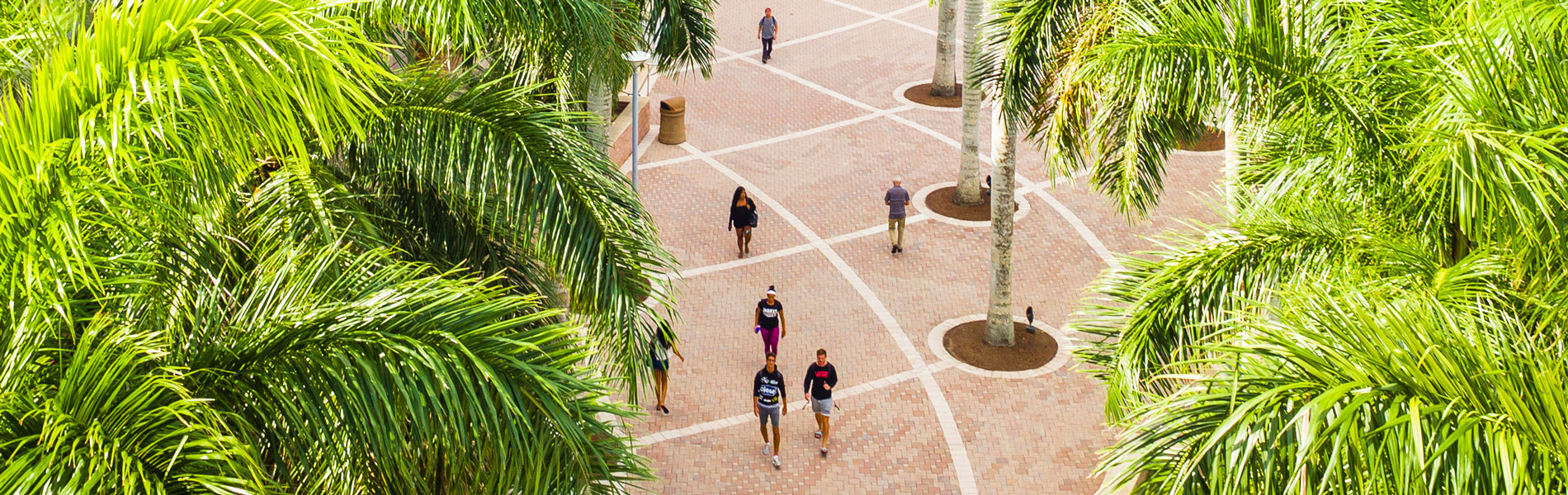 NSU campus walkway top view and palm trees view